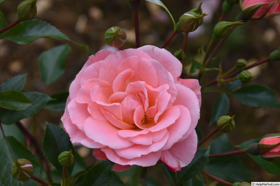 'Fascination ™ (floribunda, Olesen, 1989/95)' rose photo