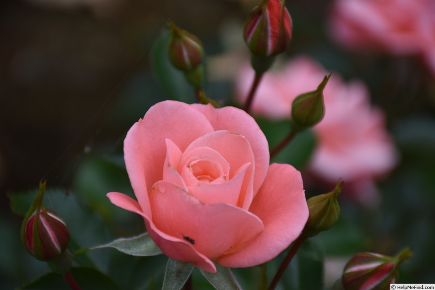 'Fascination ™ (floribunda, Olesen, 1989/95)' rose photo