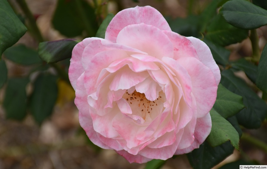 'English Miss' rose, click to enlarge 'English Miss' rose photo
