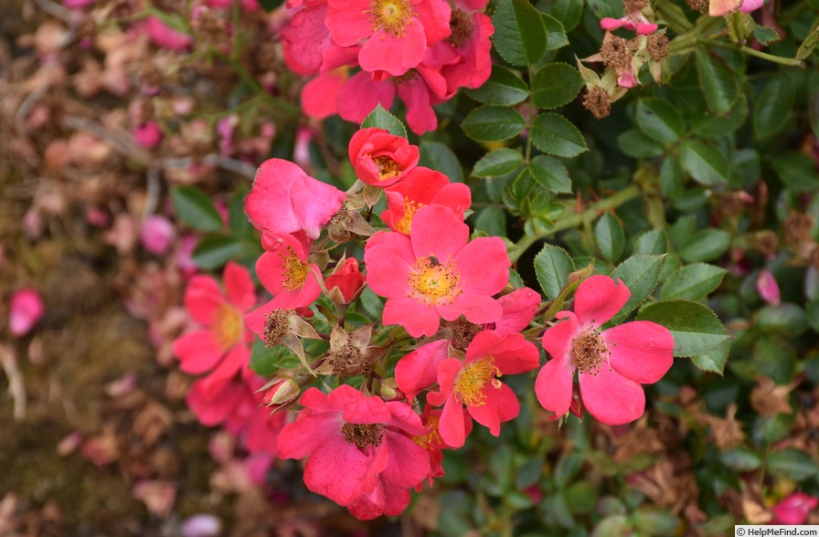 'Hertfordshire' rose photo