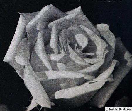 'Carrie Jacobs Bond' rose photo