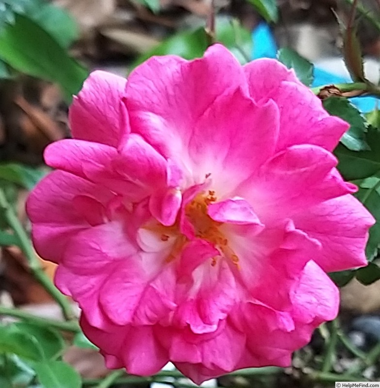 'Pink Emely ®' rose photo