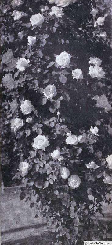 'Hercules (climber, Horvath, 1938)' rose photo