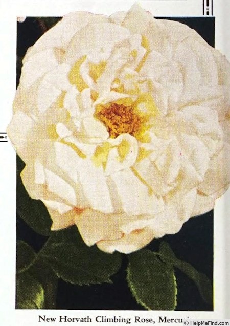 'Mercurius' rose photo