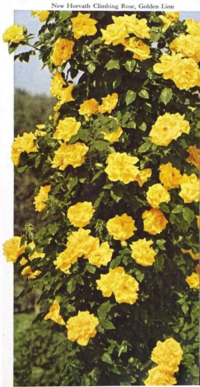 'Golden Lion' rose photo