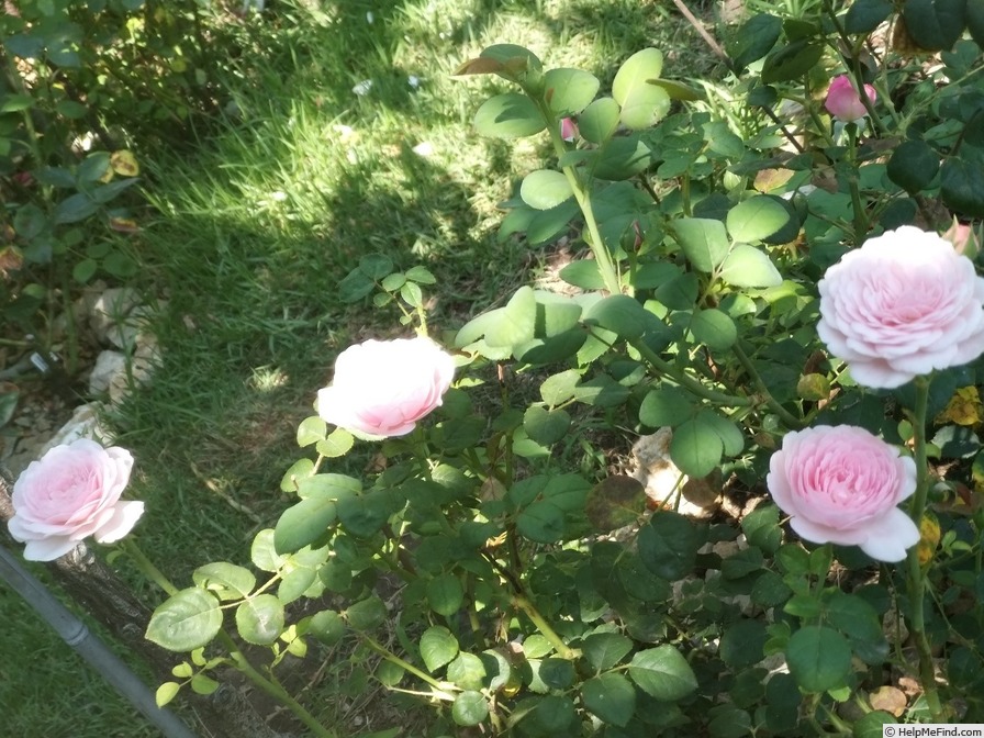 'Queen of Sweden' rose, click to enlarge 'Queen of Sweden' rose photo