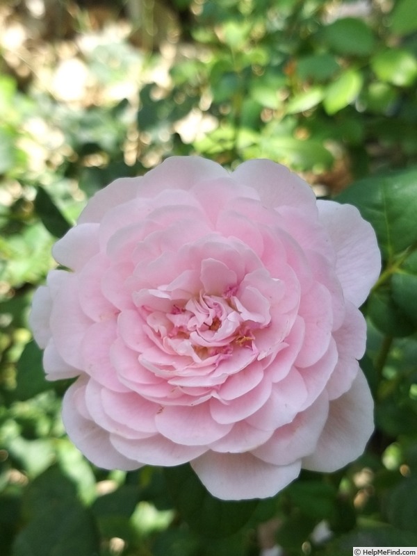 'Queen of Sweden' rose photo