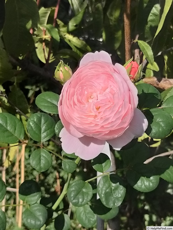 'Queen of Sweden' rose, click to enlarge 'Queen of Sweden' rose photo