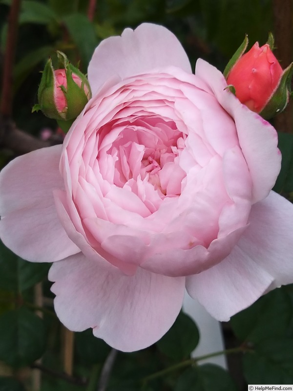 'Queen of Sweden' rose photo