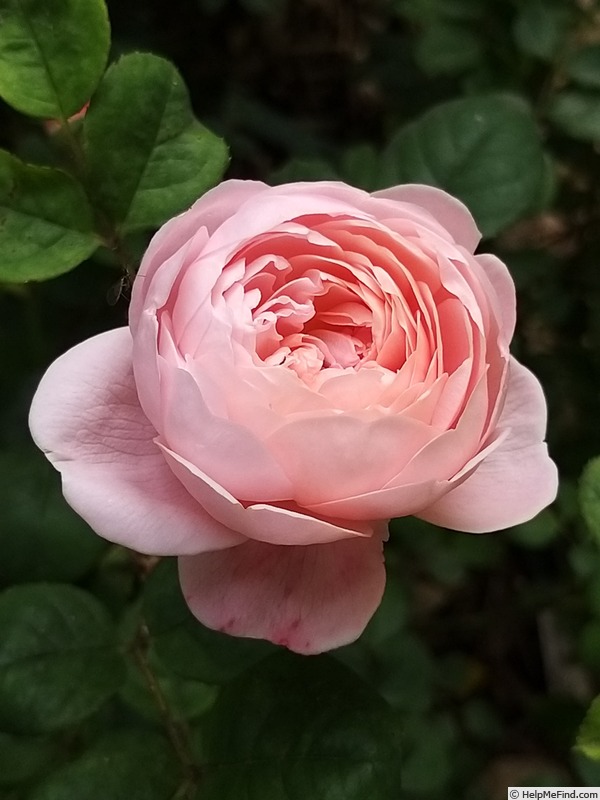 'Queen of Sweden' rose photo