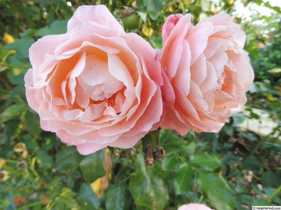 'Marie Curie ® (floribunda, Meilland, 1997)' rose photo