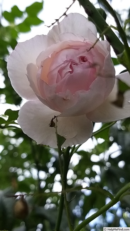 'Queen of Sweden' rose photo