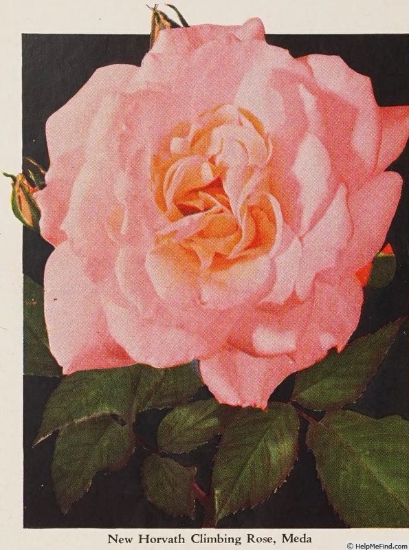 'Meda' rose photo