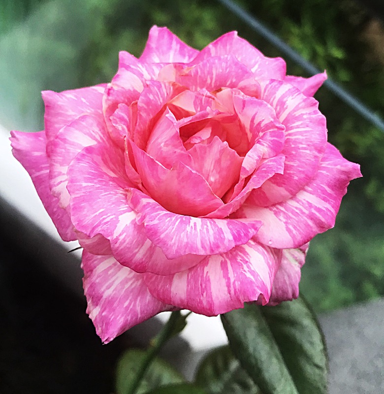 'Kiseki' rose photo