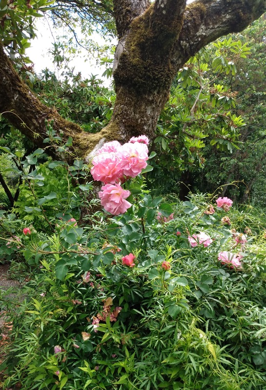 'Joy Creek Nursery'  photo