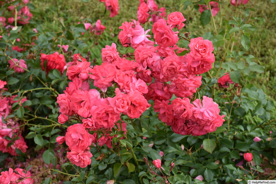 'Wiltshire' rose photo