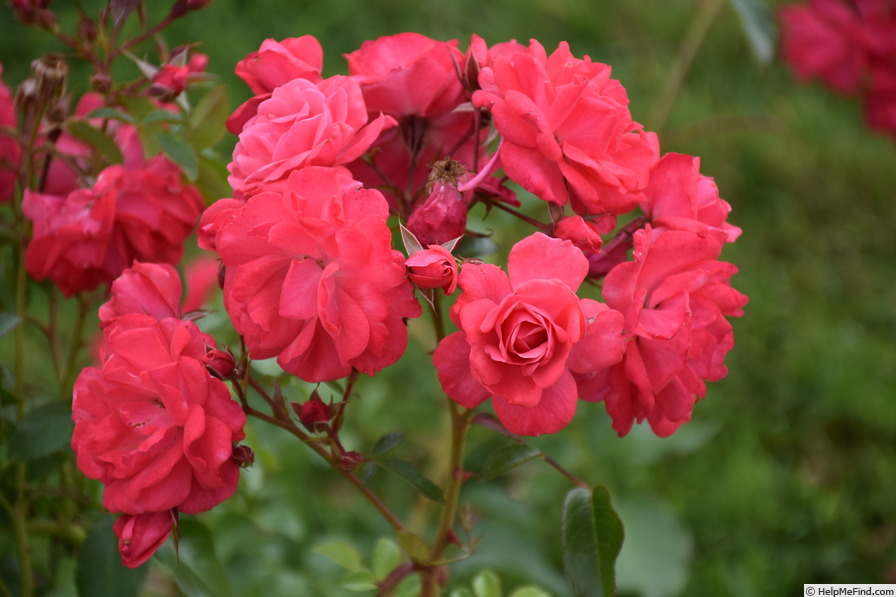 'Wiltshire' rose photo