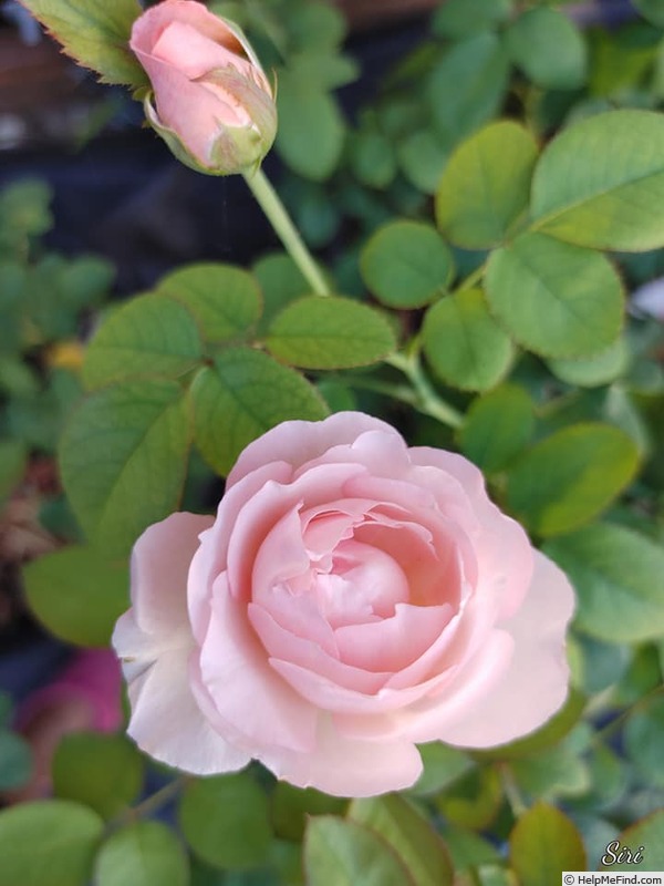 'Fragrant Blush ™' rose photo