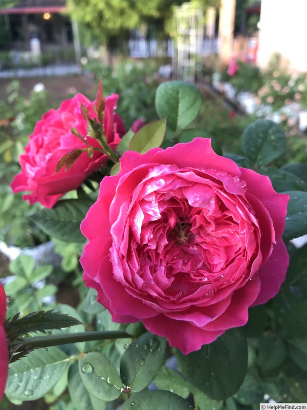 'Accademia ®' rose photo