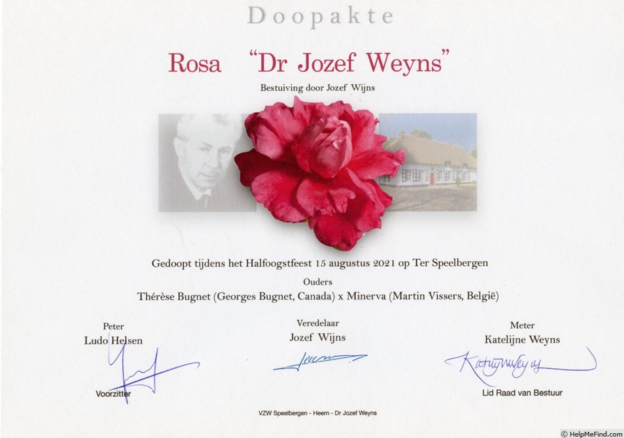 'Dr Jozef Weyns' rose photo