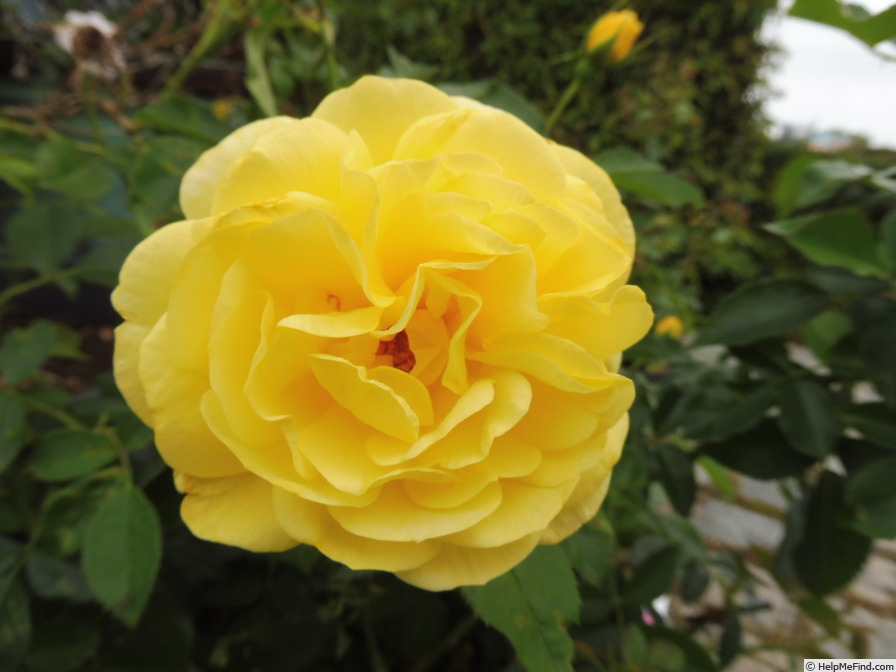 'Yellow Brick Road' rose photo