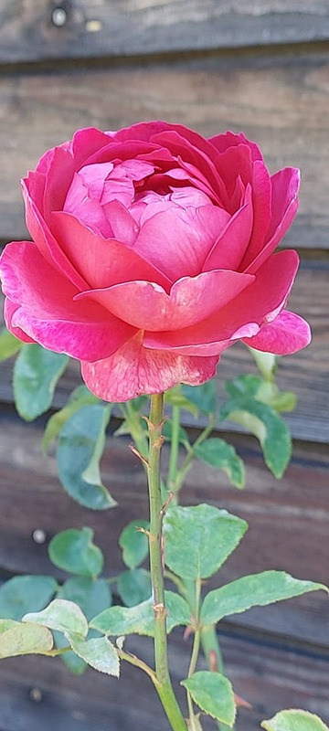 'Othello (English Rose, Austin, 1986)' rose photo