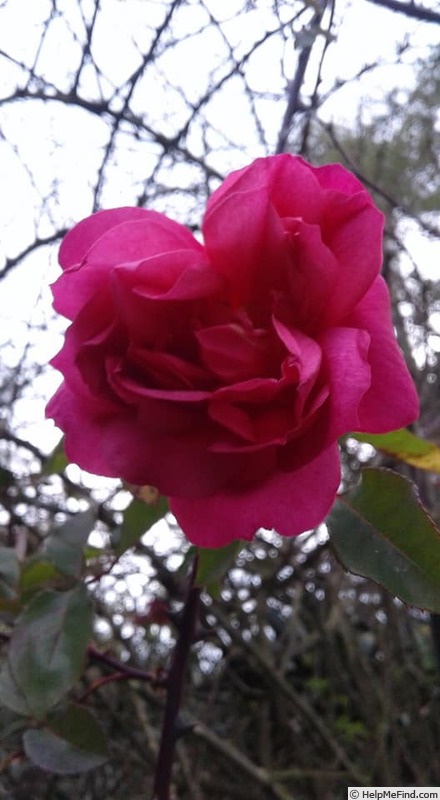 'Kamalendumati Shah' rose photo