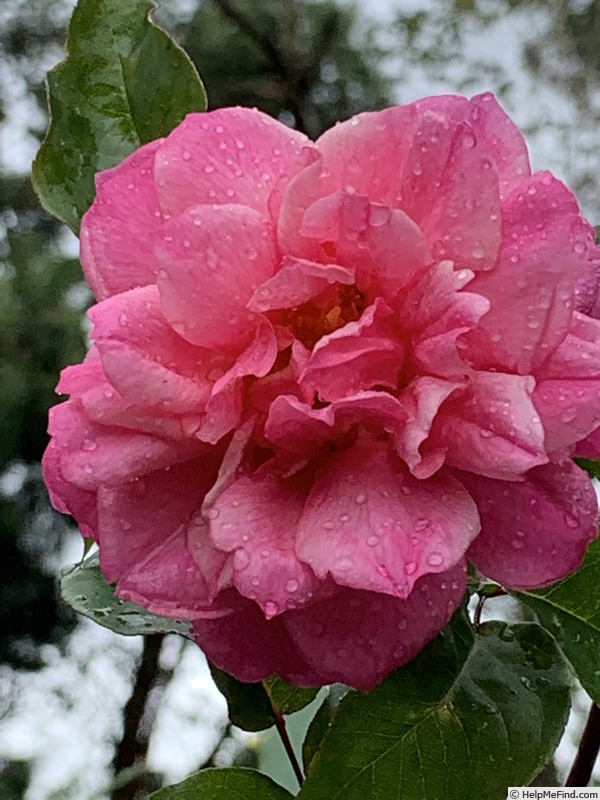 'Kamalendumati Shah' rose photo