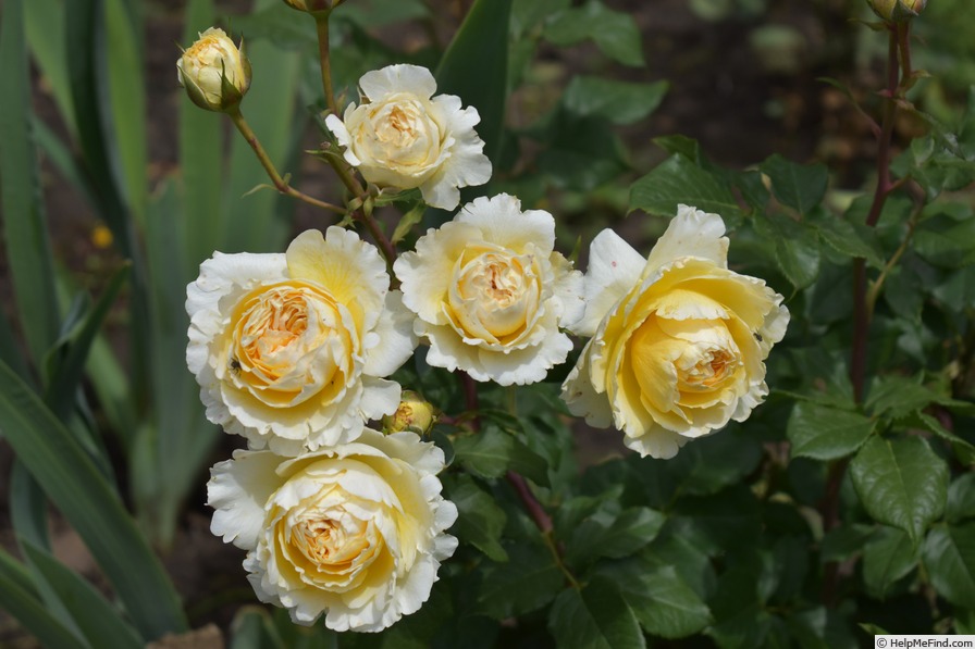 'Beatrice (florists rose, Austin, 2008/15)' rose photo