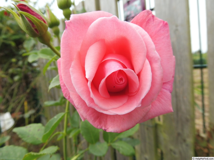 'Lawinia' rose photo