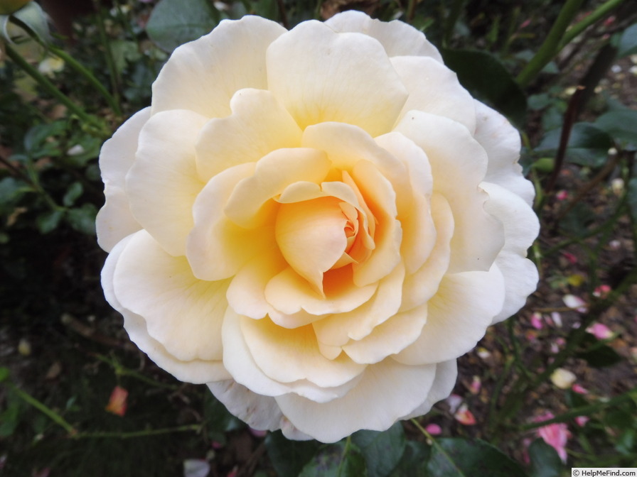 'Jean-Pierre Foucault ®' rose photo