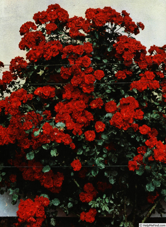 'Iskra (climber, Meilland, 1969)' rose photo