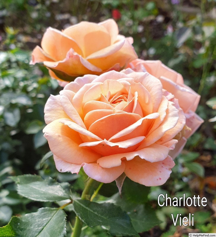 'Charlotte Vieli' rose photo