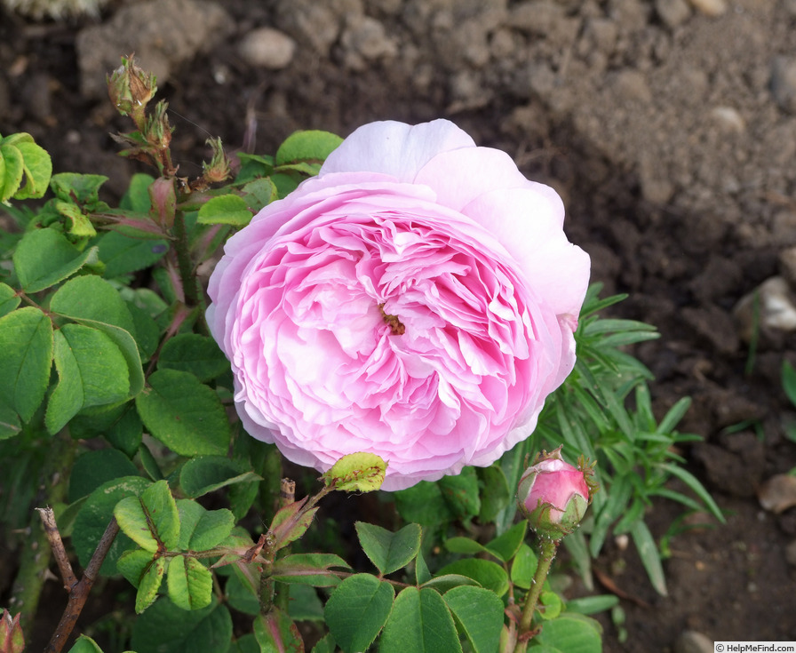 'Belle Galathée' rose photo