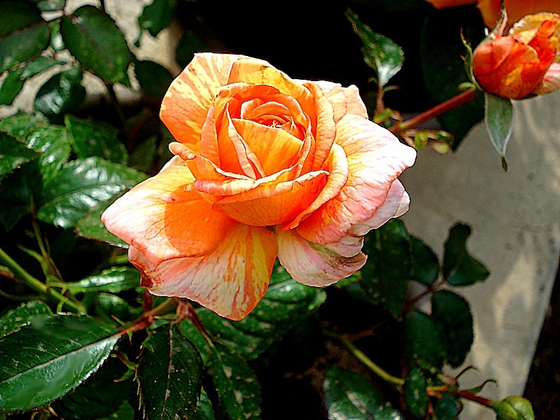 'La Rose  des Impressionnistes ®' rose photo