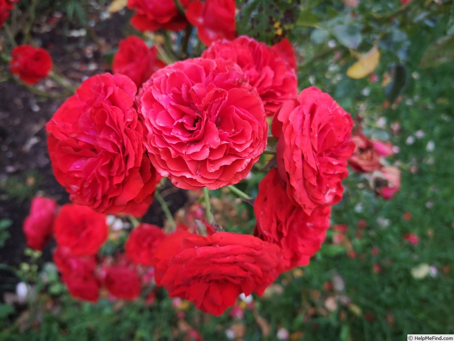 'Hot Rokoko ®' rose photo