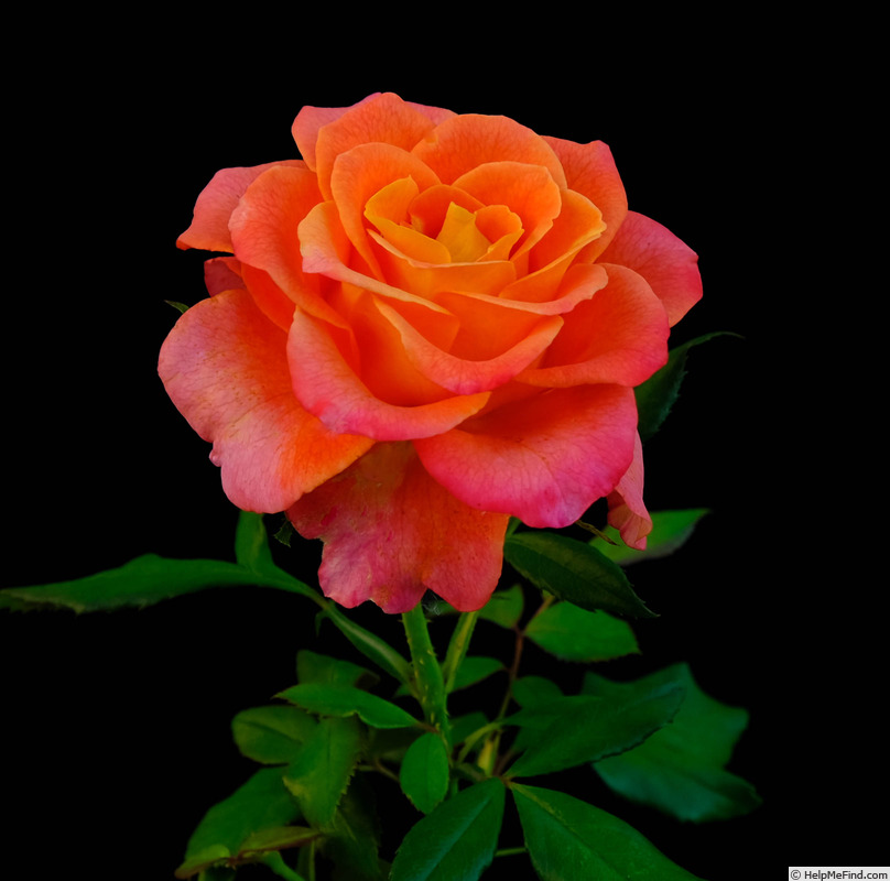 'Mango Blush (mini-flora, Bang 2013)' rose photo