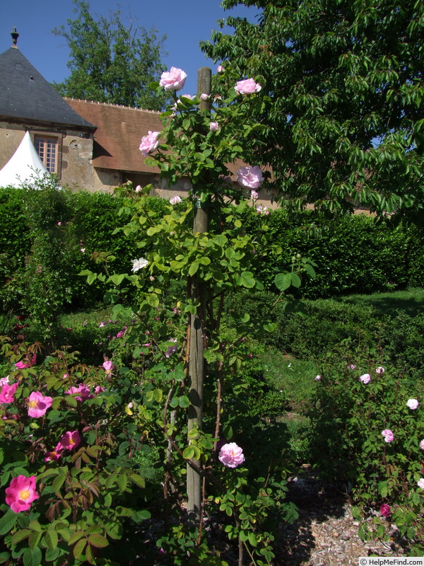 'Anna Marly' rose photo