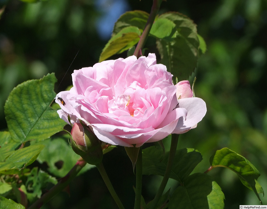 'Anna Marly' rose photo