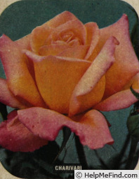 'Charivari' rose, click to enlarge 'Charivari' rose photo