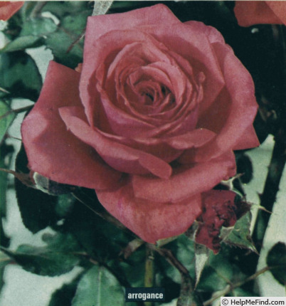 'Arrogance' rose photo