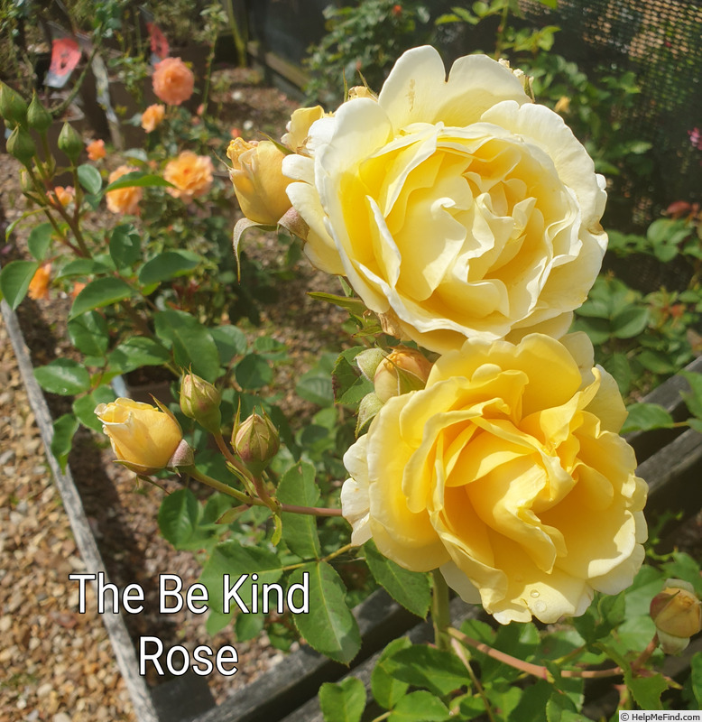 'Be Kind' rose photo