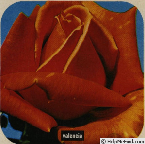 'Valencia (hybrid tea, Kordes, 1966)' rose photo