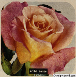 'Aruba-Caribe' rose photo