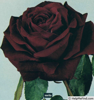 'Norita ® (hybrid tea, Combe, 1966)' rose photo