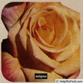 'Antigone ® (hybrid tea, Gaujard, 1967)' rose photo