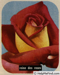 'Reine des Roses' rose photo