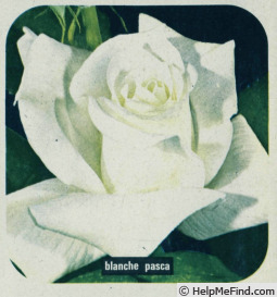 'Blanche Pasca' rose photo