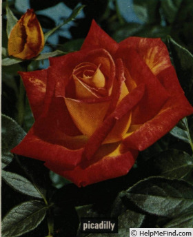 'Piccadilly ®' rose photo