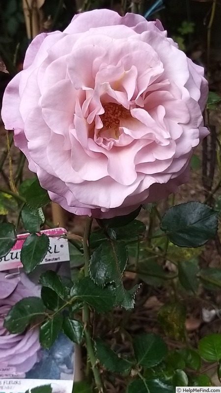 'Blue Girl® (hybrid tea, Sauvageot/NIRP, 2008)' rose, click to enlarge 'Blue Girl® (hybrid tea, Sauvageot/NIRP, 2008)' rose photo